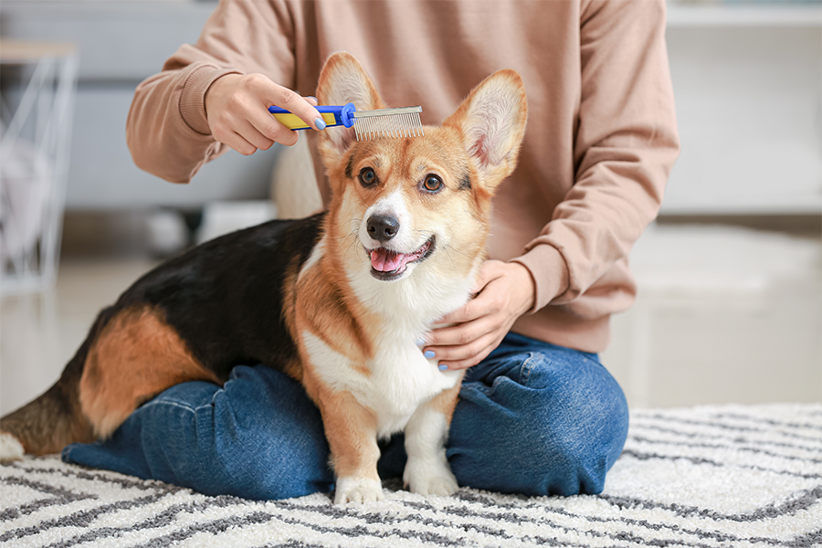 How to Make Grooming a Positive Experience for Your Pet
