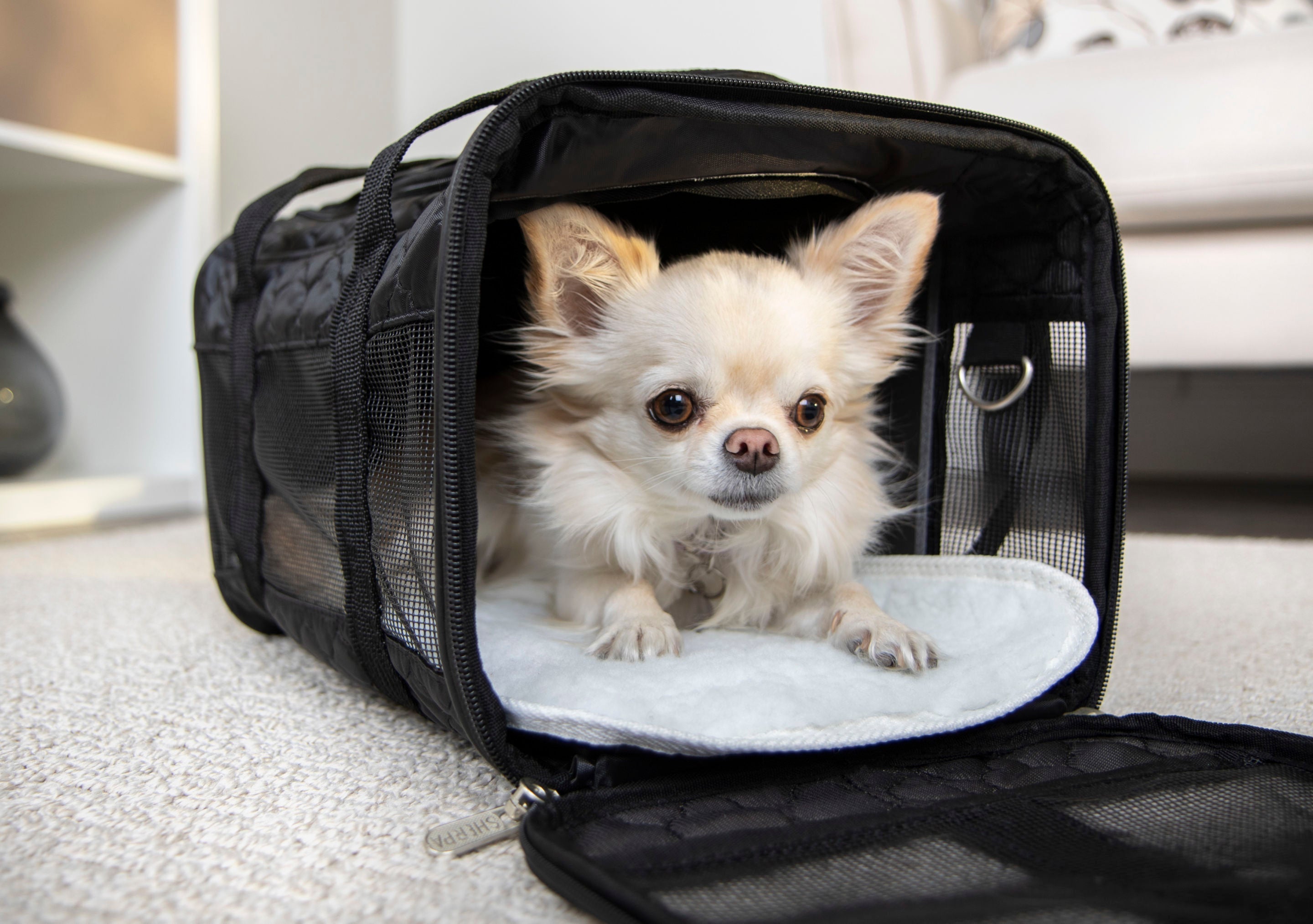 The Ultimate Guide to Traveling with Pets: Carriers, Crates, and More
