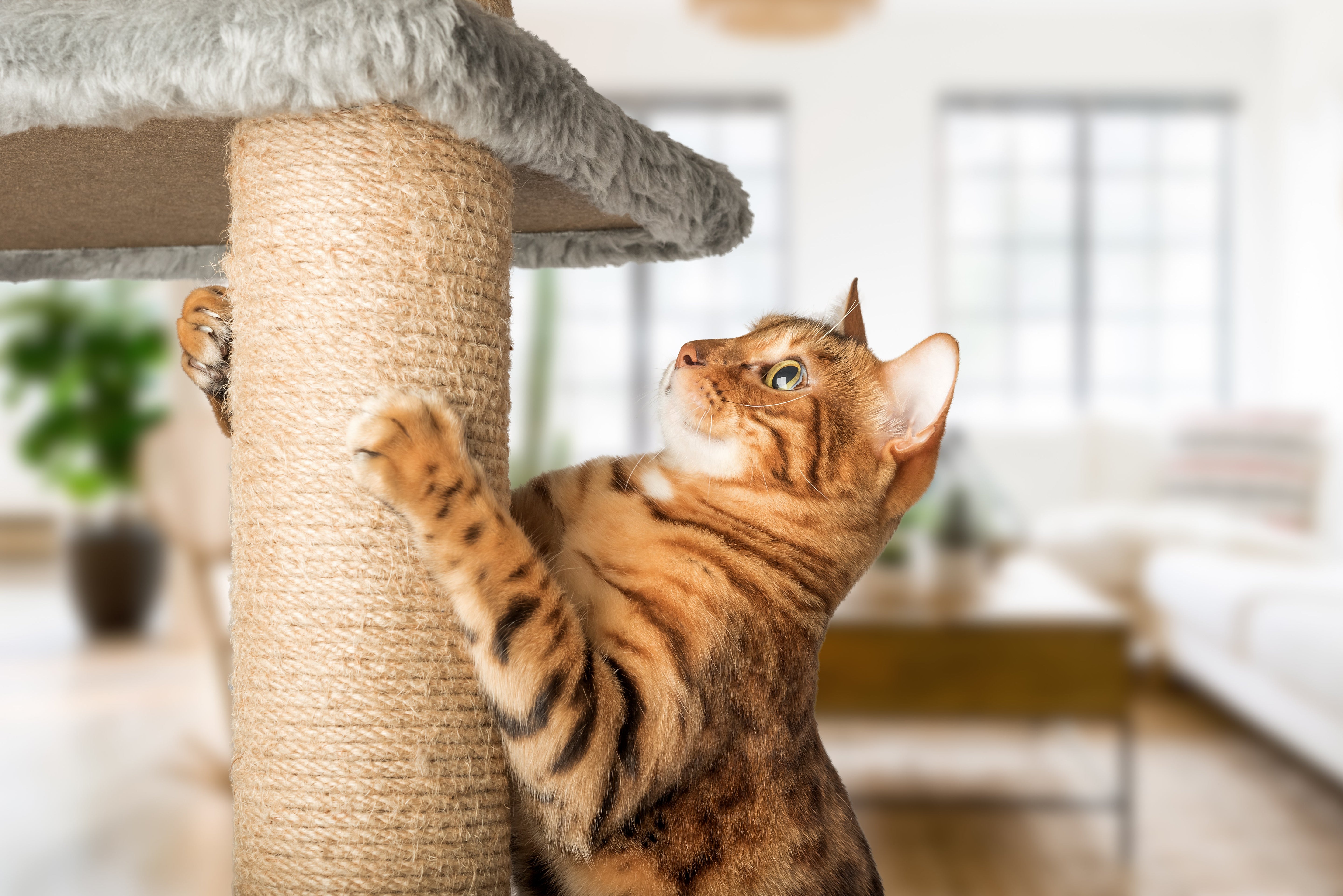 Why Do Cats Love Scratching? Understanding Feline Instincts
