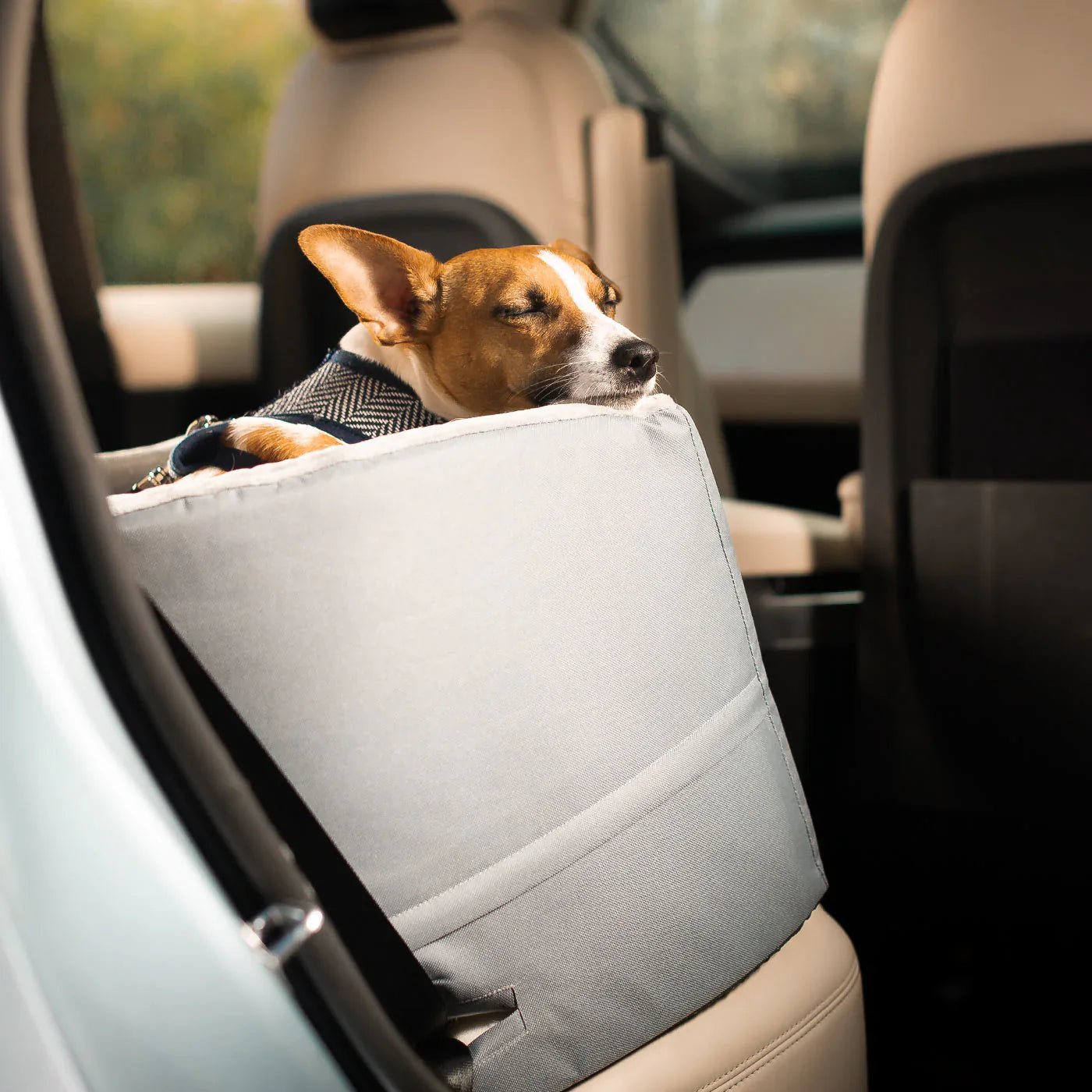 Road Trip with Your Dog: Essential Safety Tips for a Smooth Journey