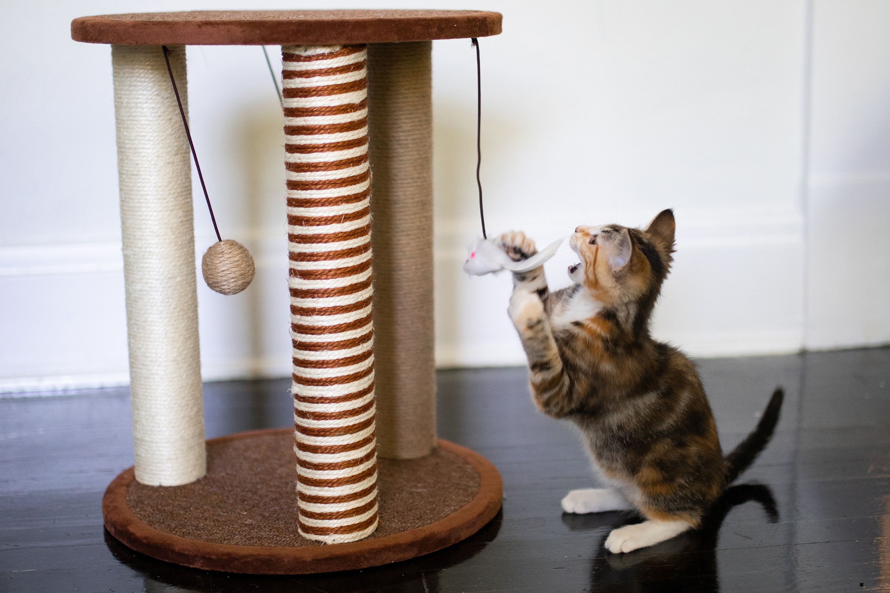 The Ultimate Guide to Choosing the Right Cat Tree for Your Feline Friend