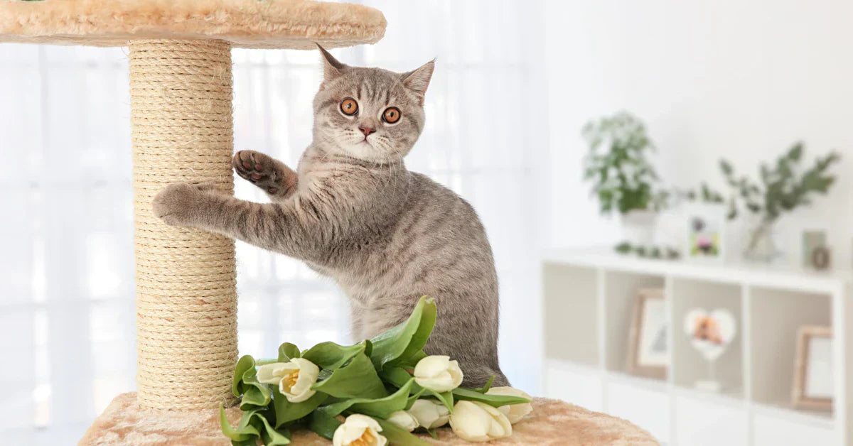Top Cat Trees and Scratching Posts to Keep Your Feline Happy