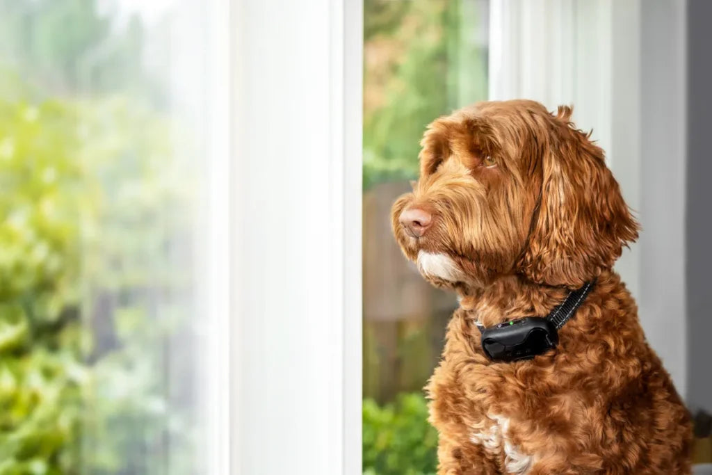 Positive Reinforcement vs. Corrections: Finding the Right Dog Training Method
