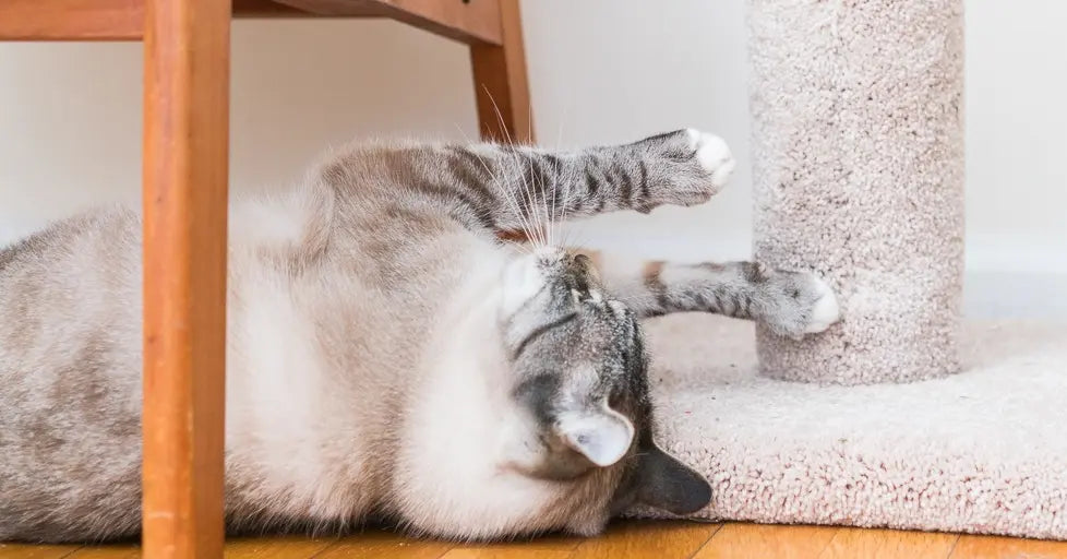 DIY vs. Store-Bought Cat Trees: Which One Is Best for Your Pet?