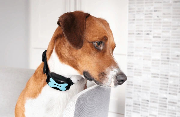 Common Myths About Dog Training and What Actually Works