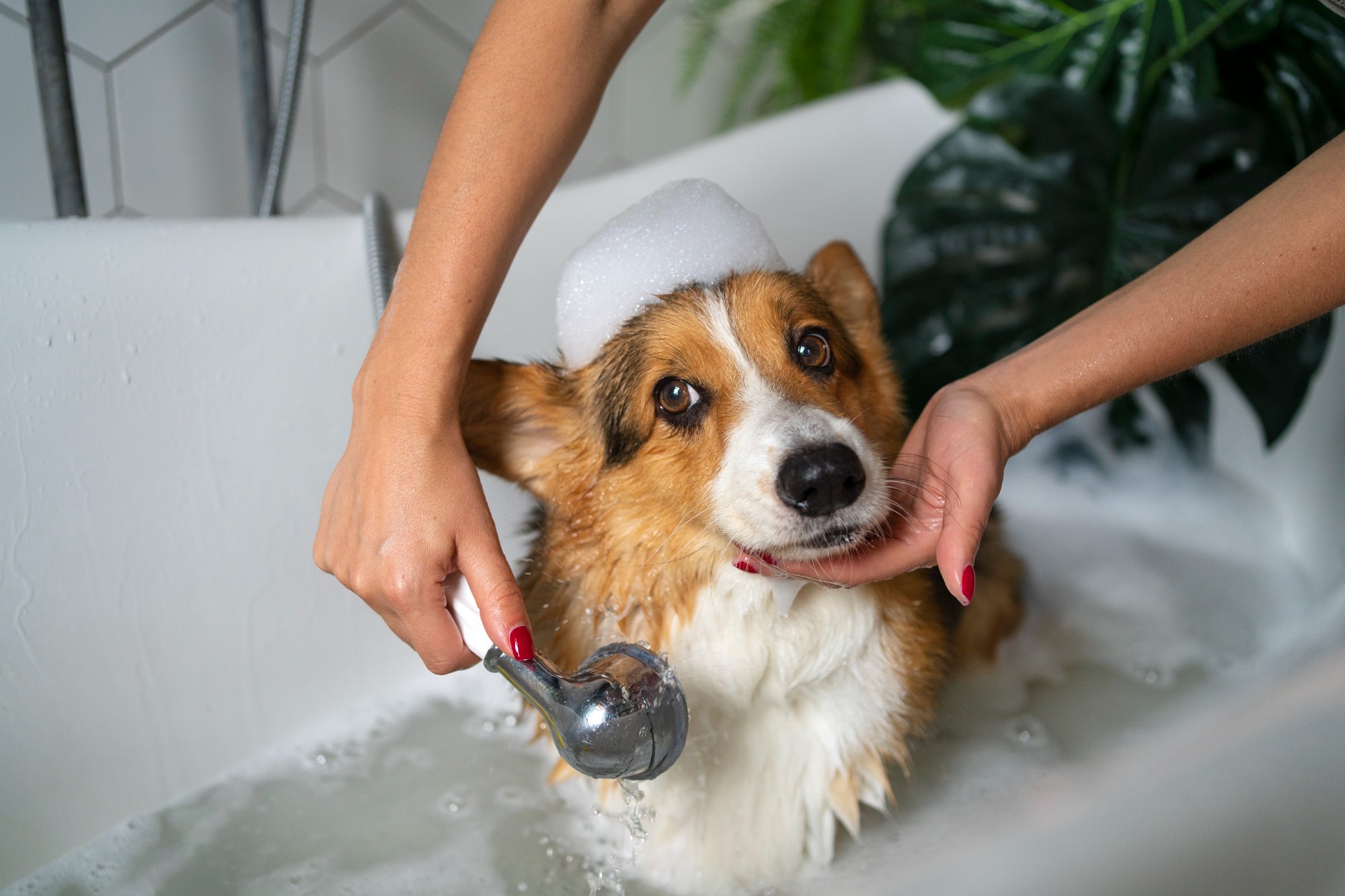 The Ultimate Grooming Guide: How Often Should You Bathe Your Pet?