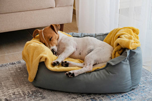 The Importance of a Good Dog Bed: Why Your Pup Needs Proper Rest