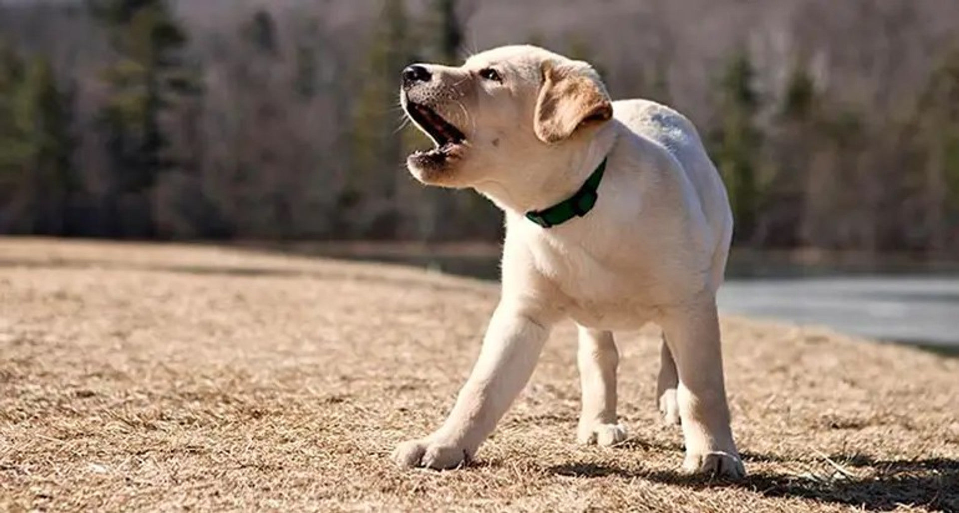 Why Do Dogs Bark? Understanding the Reasons Behind Excessive Barking