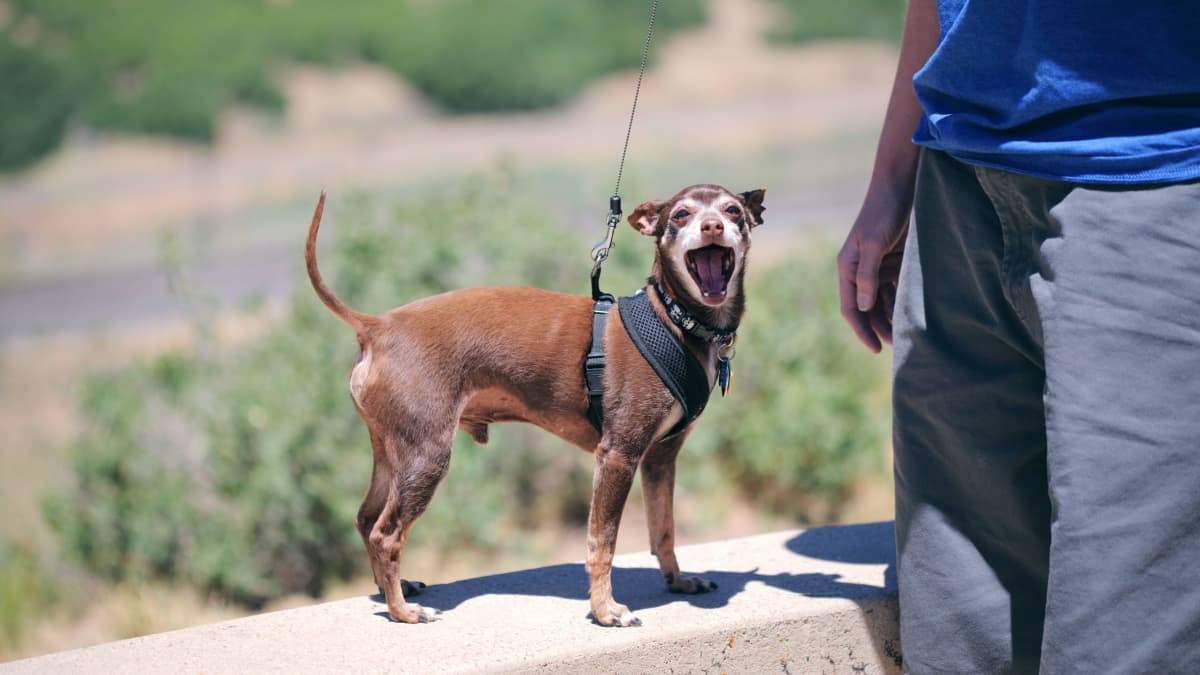 Do Anti-Bark Collars Really Work? A Guide to Training Your Dog Effectively