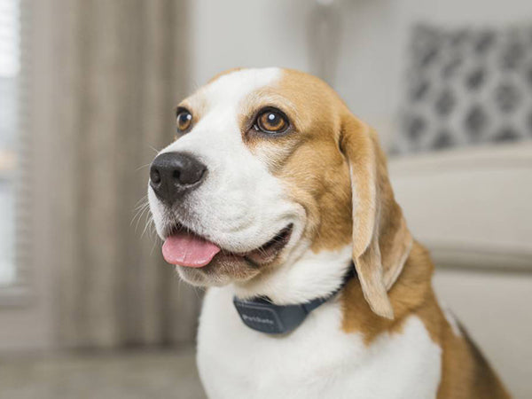 How to Train Your Dog to Stop Barking Without Using Harsh Methods