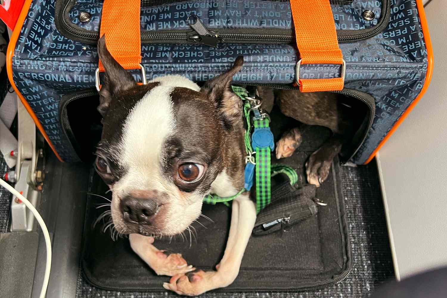 Soft vs. Hard Pet Carriers: Pros and Cons for Different Travel Needs