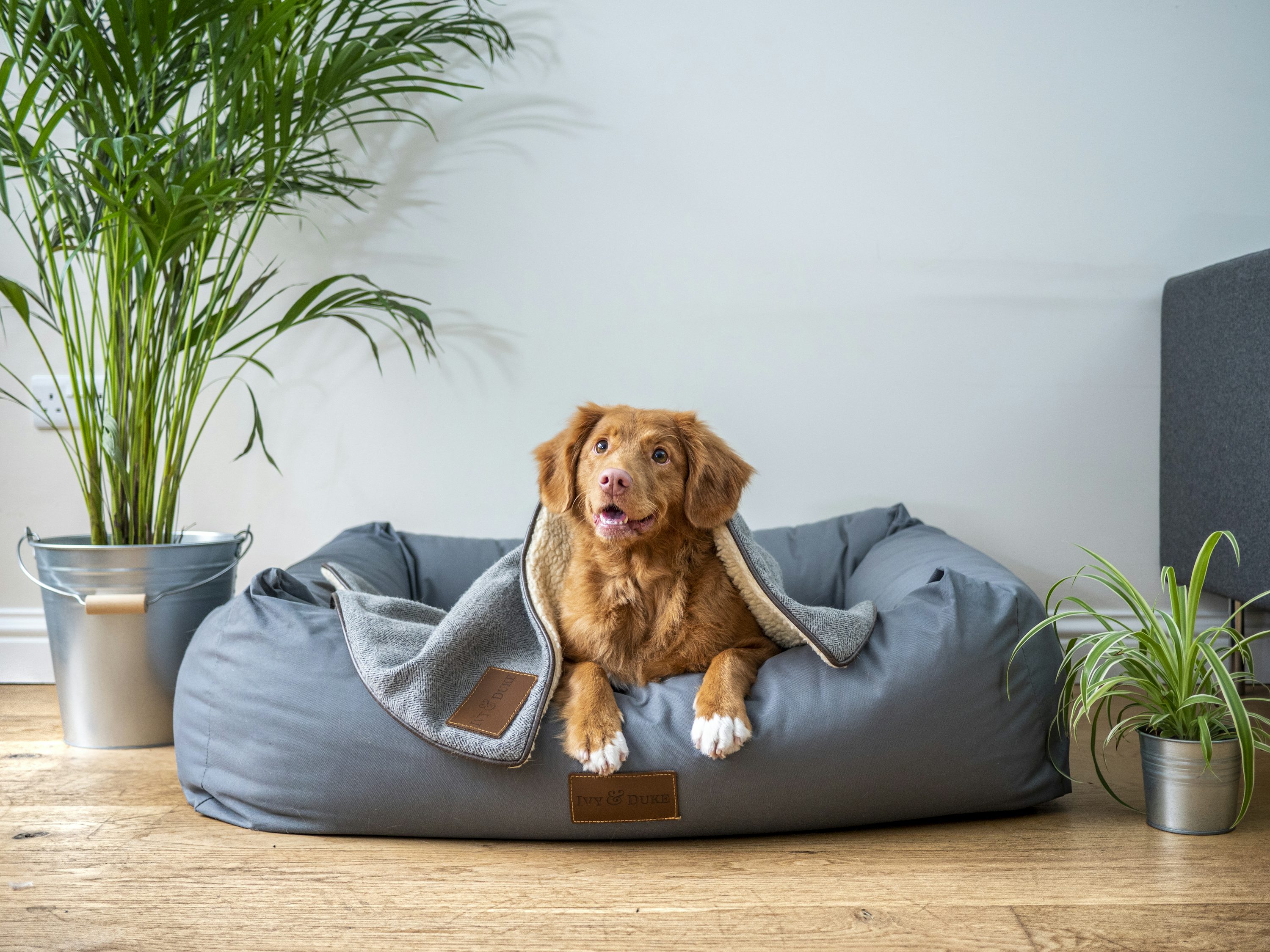 How to Clean and Maintain Your Dog’s Bed for Long-Lasting Comfort