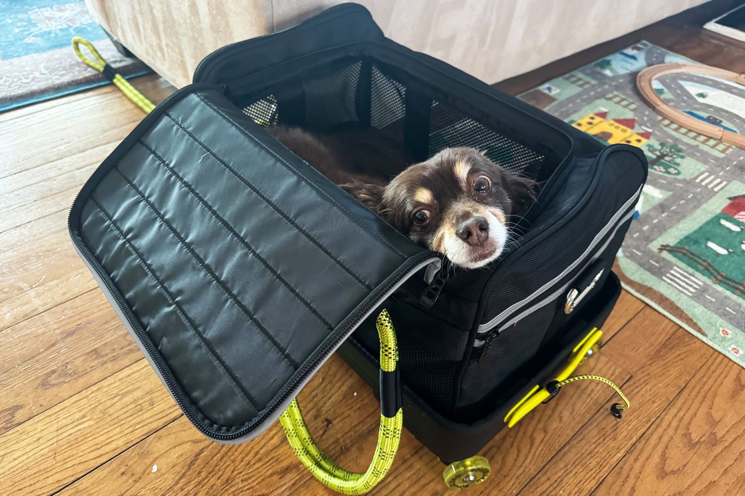 Air Travel with Pets: How to Prepare for a Safe and Smooth Journey