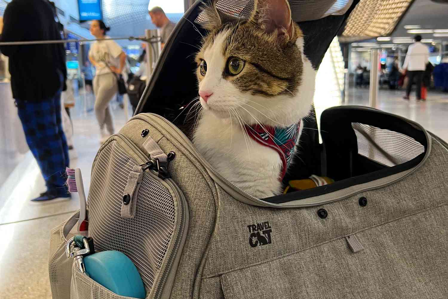 How to Get Your Pet Comfortable with a Carrier for Stress-Free Travel