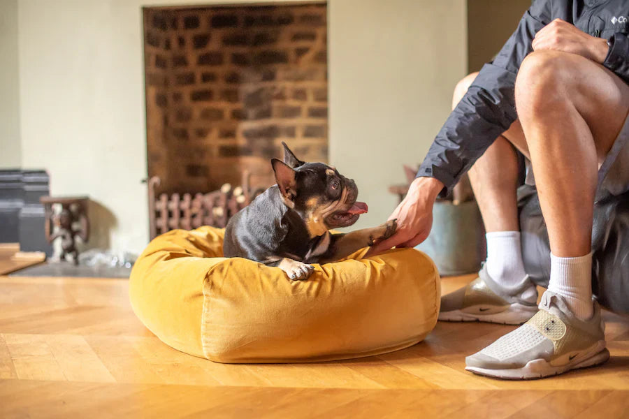 Choosing the Right Dog Bed for Different Breeds and Sizes