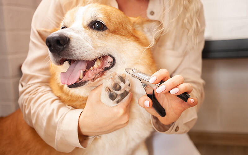 Signs Your Pet Needs Professional Grooming and When to DIY