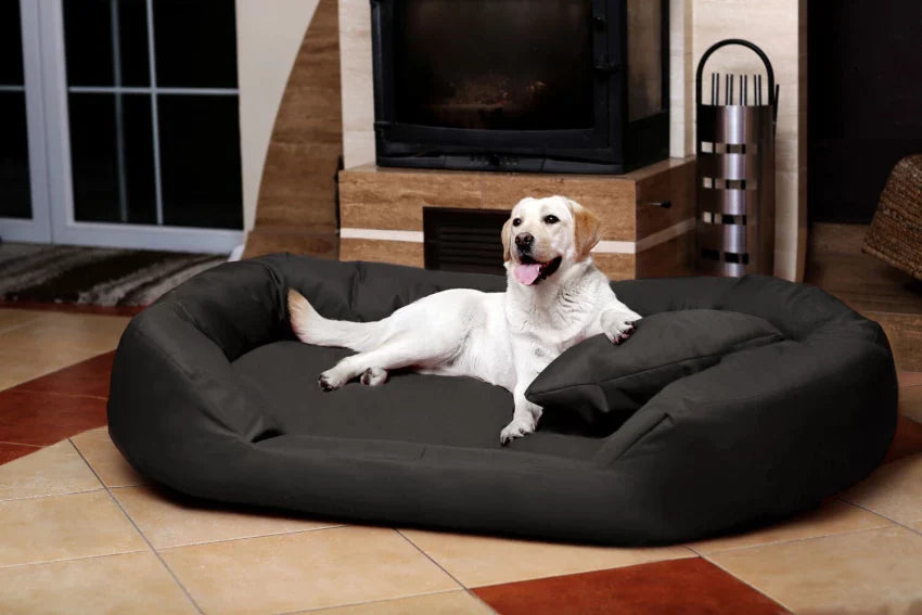 Orthopedic vs. Standard Dog Beds: Which One Is Right for Your Pet?